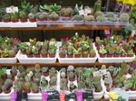 20528 Cactus stall.jpg